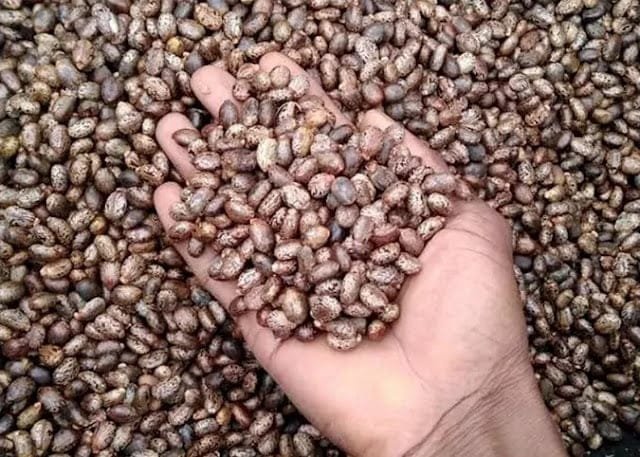 GBB castor seeds market price 18