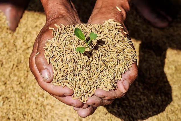 GBB barley market 1