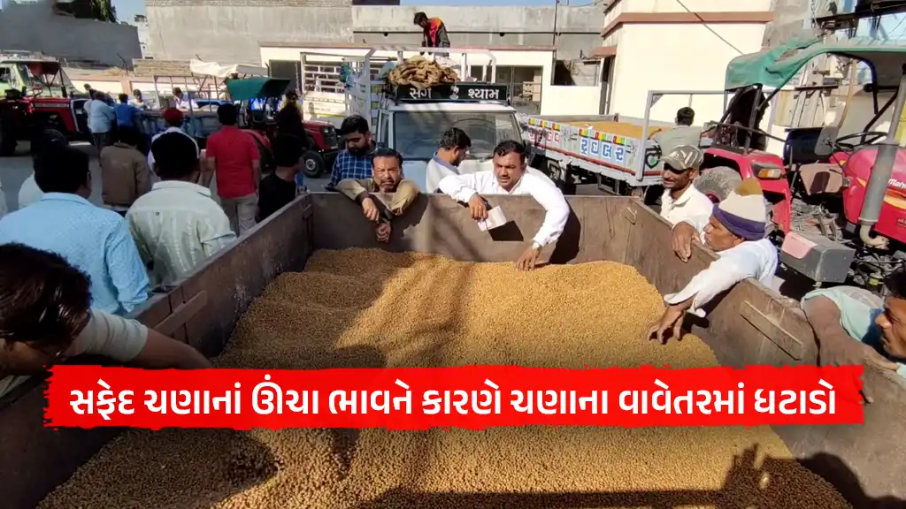 white gram cultivation decline due to high price
