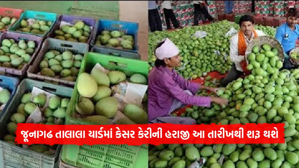 kesar mangoes will wait for a month In Junagadh Talala Gir yard