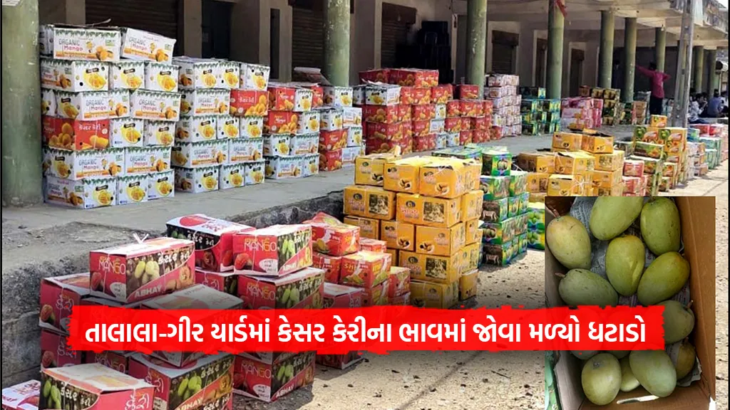 Junagadh Talala-Gir yard kesar mango price down due to kesar mangoe income