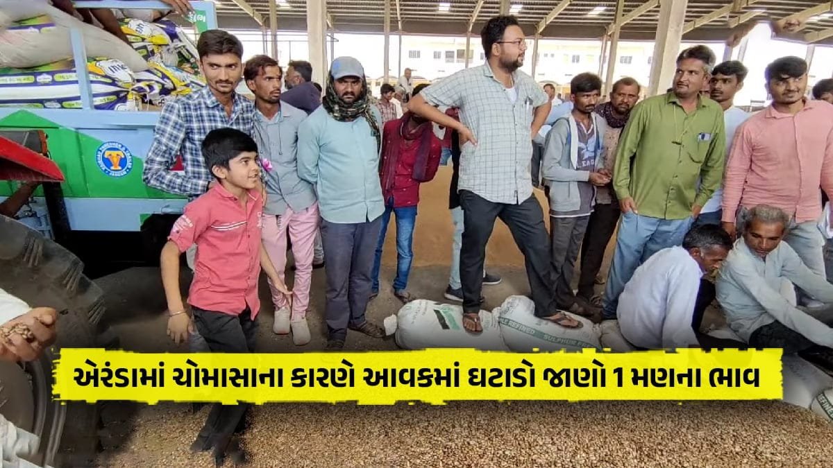 castor price down due to monsoon castor income in Gujarat