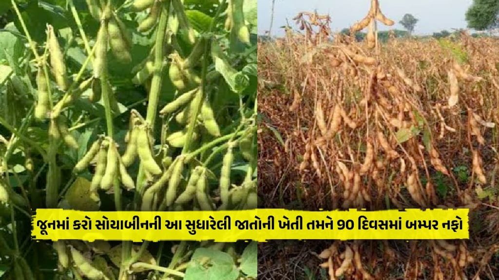 Cultivation in June soybean farming in India of this varieties
