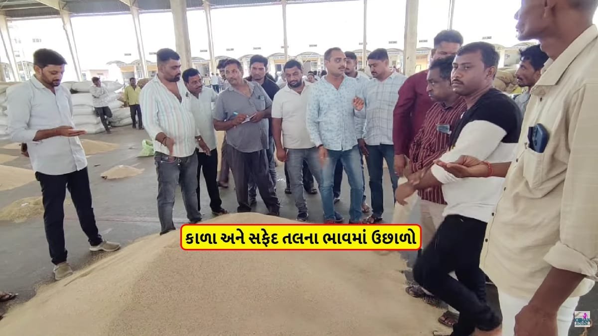 Sesame seeds price today in Gujarat improved amid Sesame income decreased