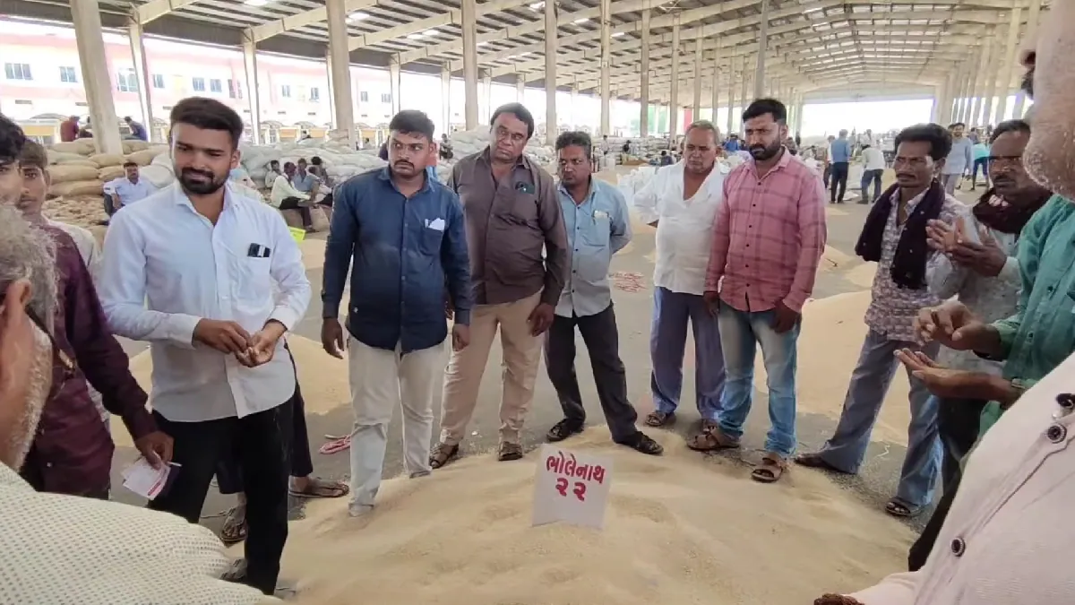 sesame seeds price Rise in gujarat against low trade in white sesame