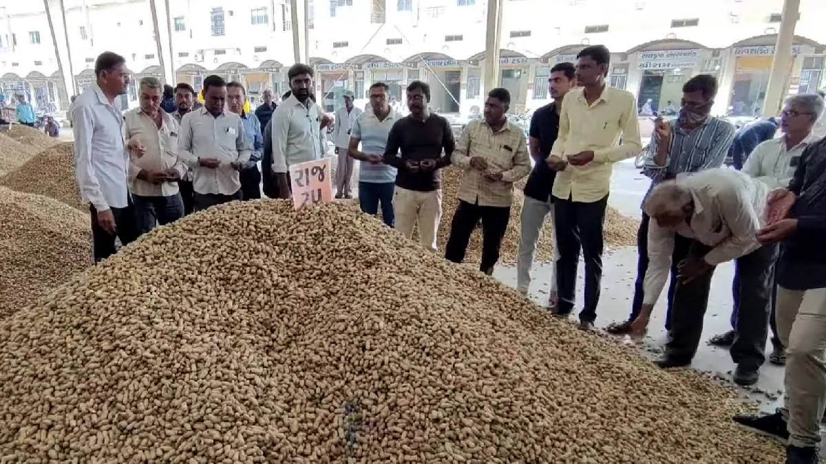 peanut price today increase amid decline in other states groundnut demand