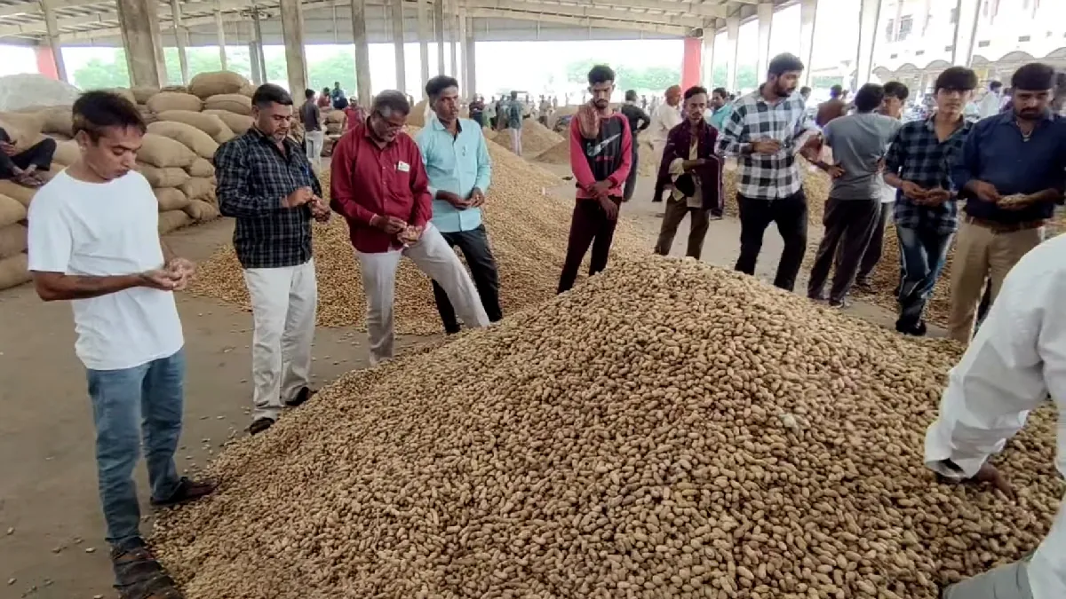 Groundnut price drop due to low peanut trade with oil mill business