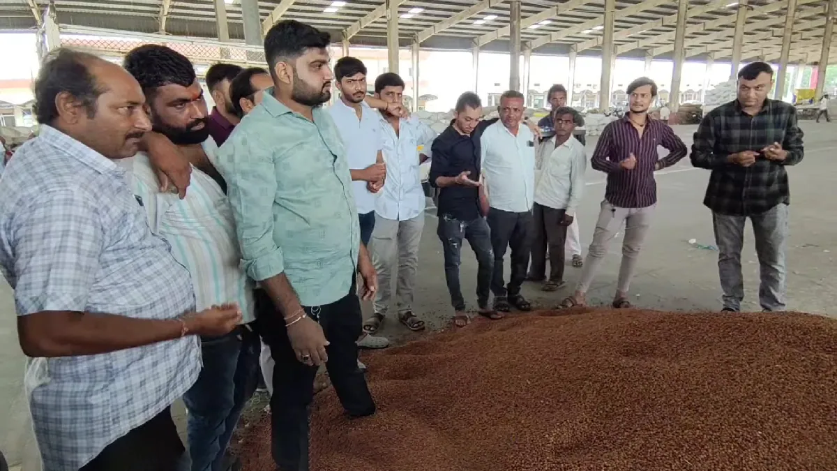 desi and kabuli chickpea price rise