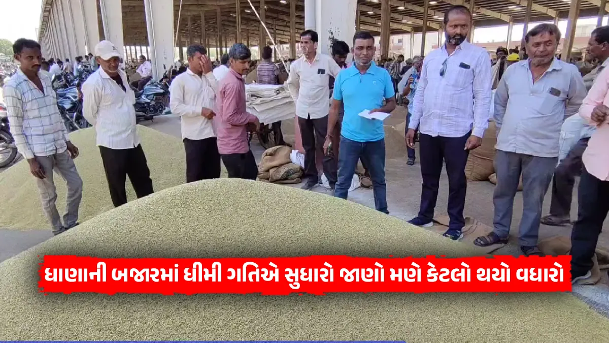 Coriander price today Slow recover in Dhaniya market