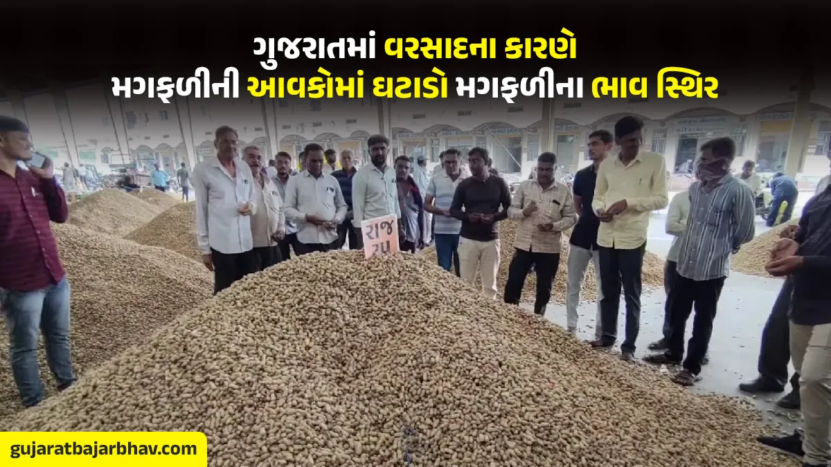 commodity bajar samachar due to rains in Gujarat penut incomes down Groundnut prices are stable