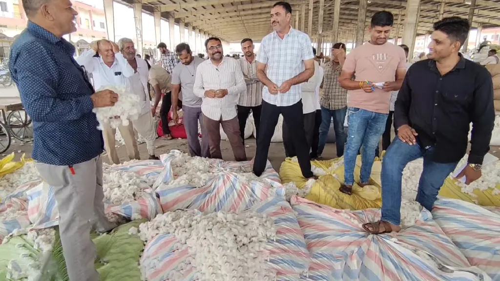 rains in Gujarat cotton crop damage