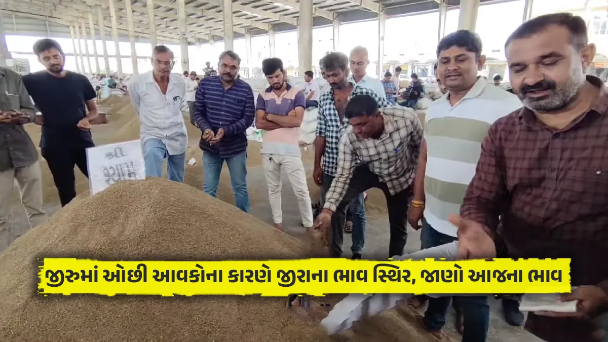 જીરુના ભાવ સ્થિર