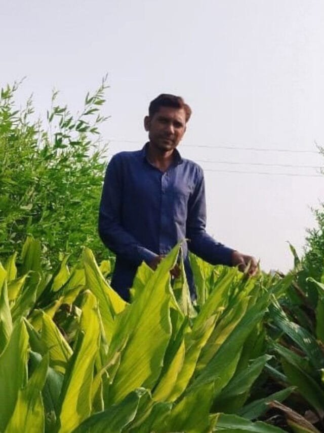 ખેતીમાં આંતરપાક કરતાં પ્રયોગશિલ ખેડૂત વિરમદેભાઇ ભીમાણી
