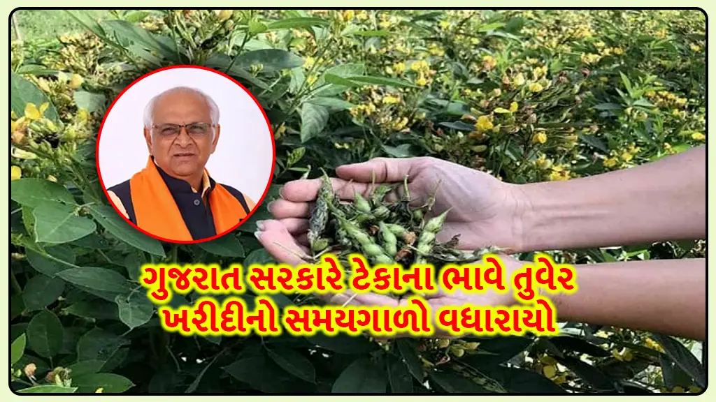 Gujarat government decision to extended tuver tekana bhav purchase time