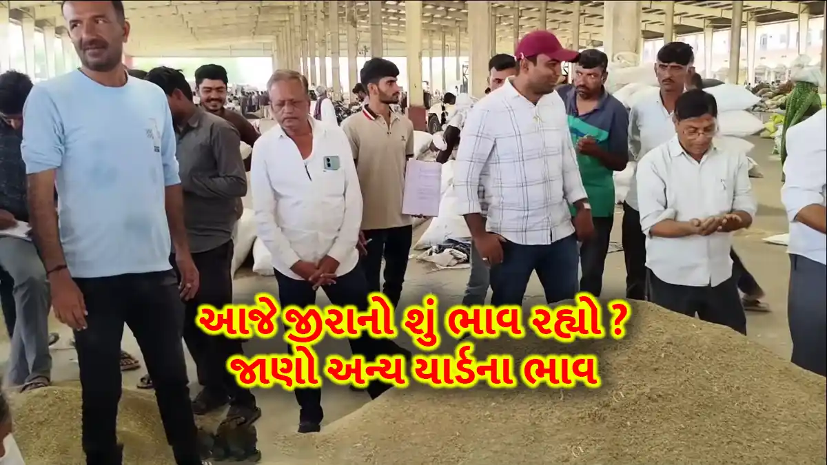 cumin mandi price today in gujarat jeera mandi price 7 may