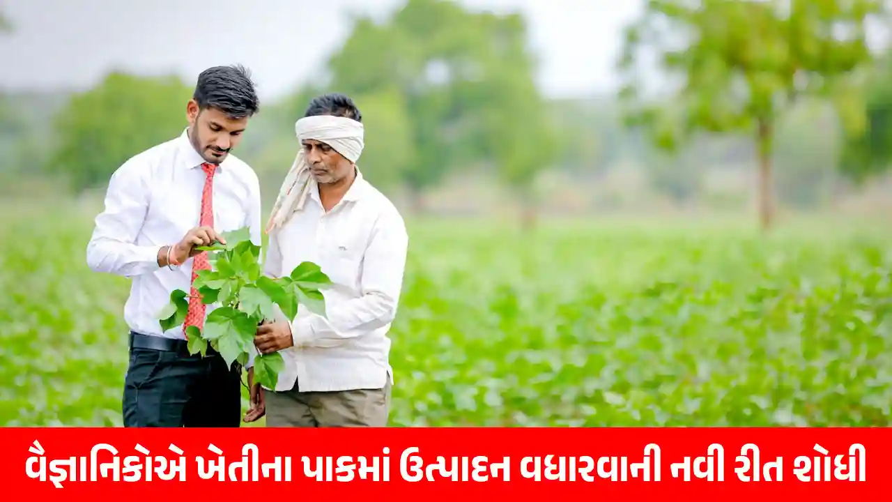 Scientists find New way to increase yield by increasing nitrogen effect in agriculture