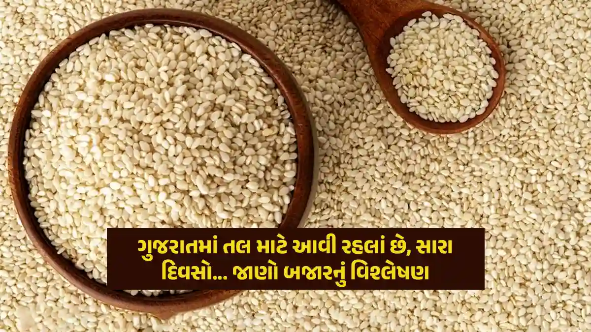 tal price in gujarat today: Black sesame price to rise in Gujarat, white sesame price drop by Rs. 1 per kg