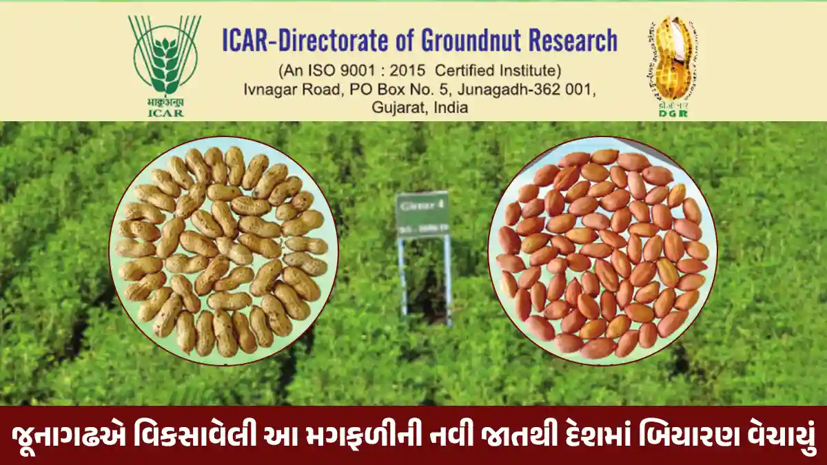 Gujarat Girnar groundnut variety developed by ICAR JAU Groundnut Research sold 12 thousand quintals of seeds in India