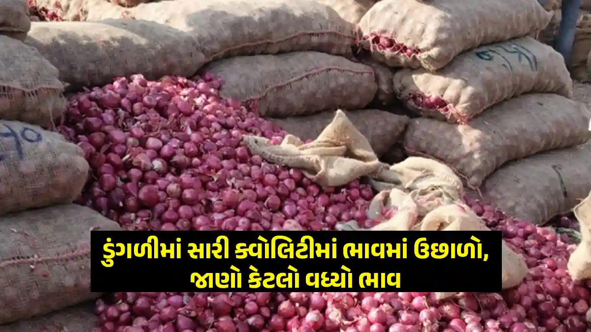 Onion price today Gujarat in good quality market has increased
