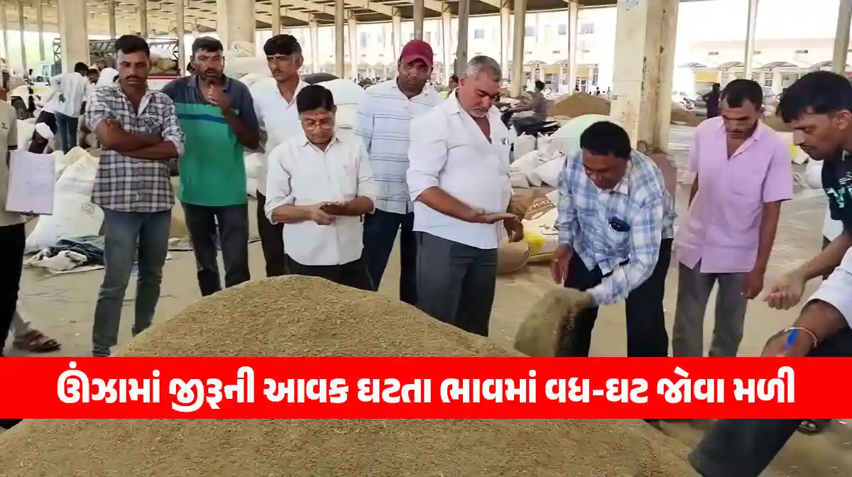 jeera income decreases in Unjha cumin vayda bazar fluctuate