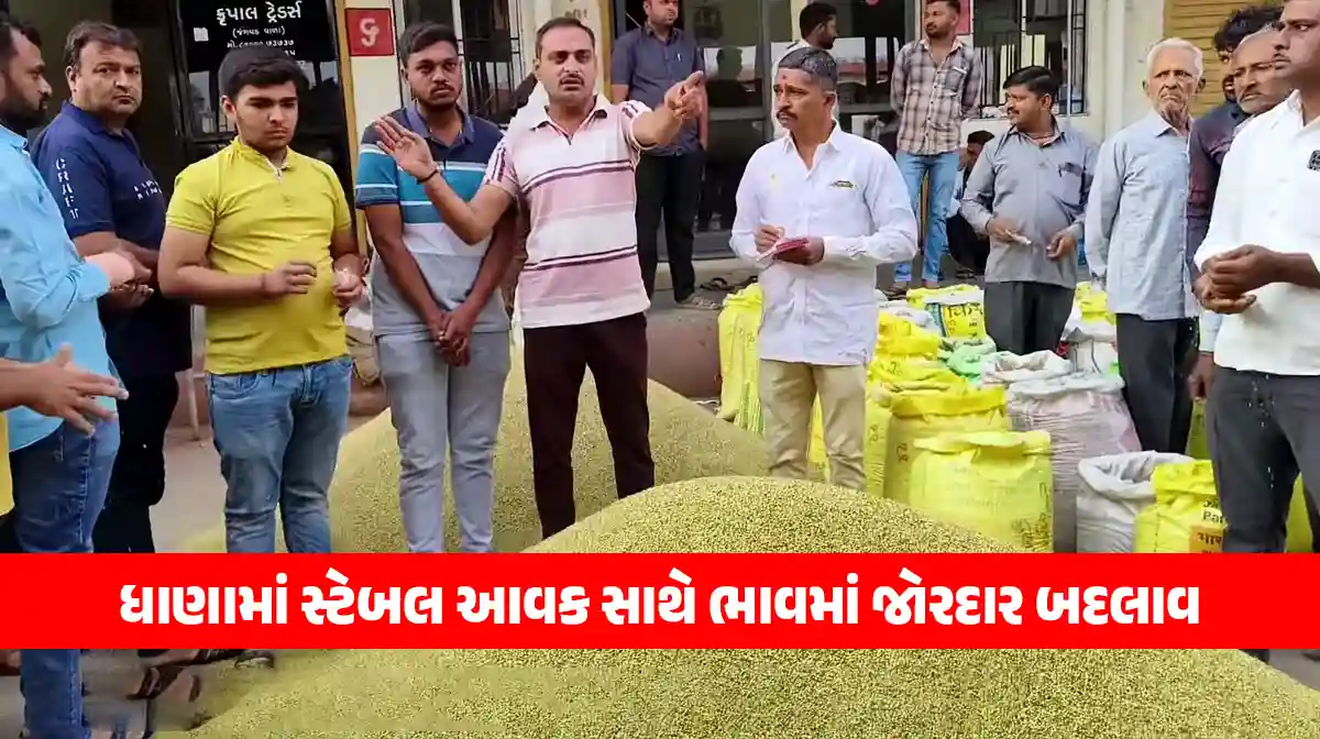 dhana Price stable bazar against steady rise coriander income