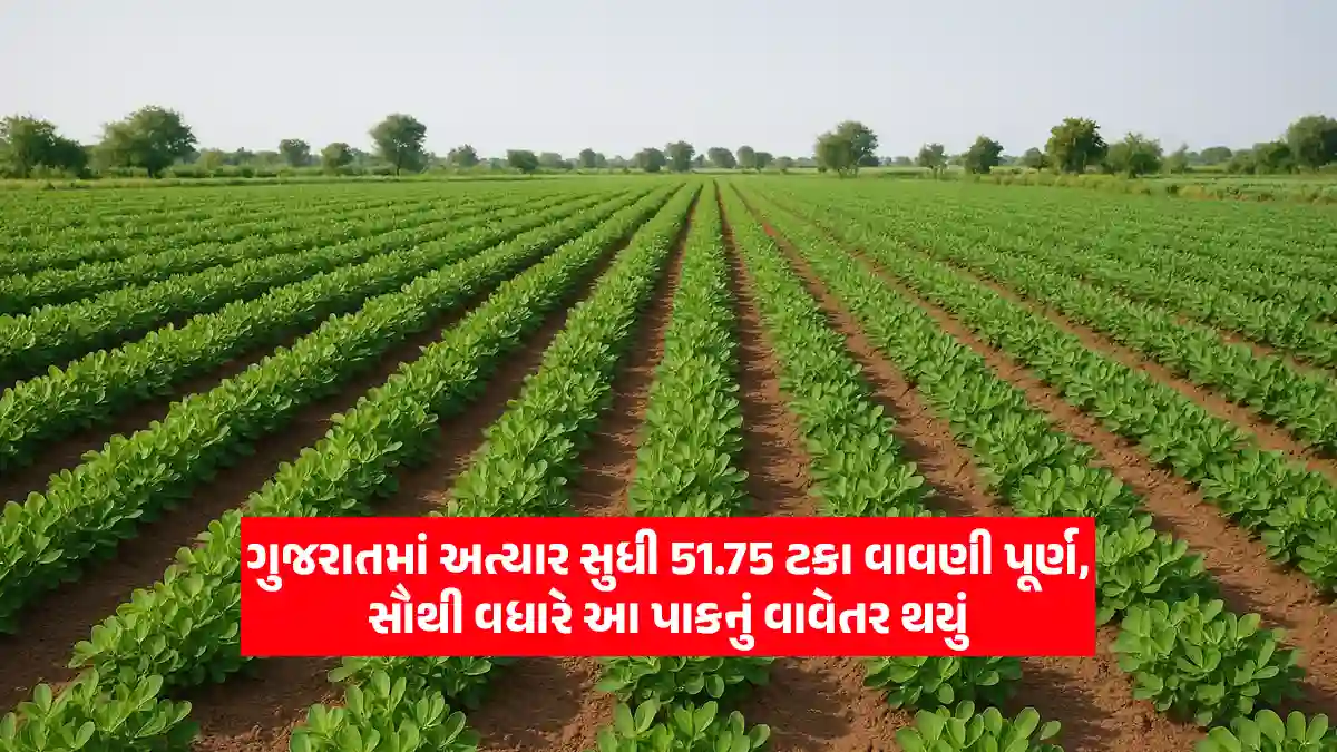 gujarat vavetar completed 51.75 percent in groundnut cultivation more