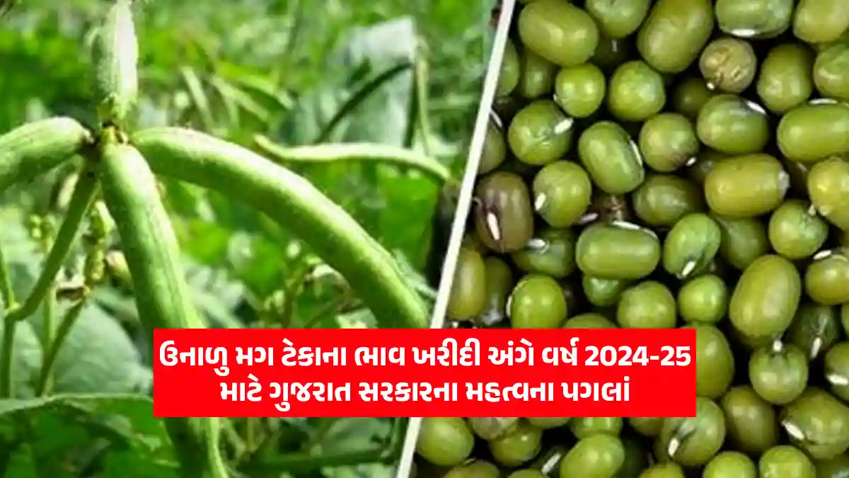 Gujarat government for the year 2024-25 regarding purchase of summer moong support price