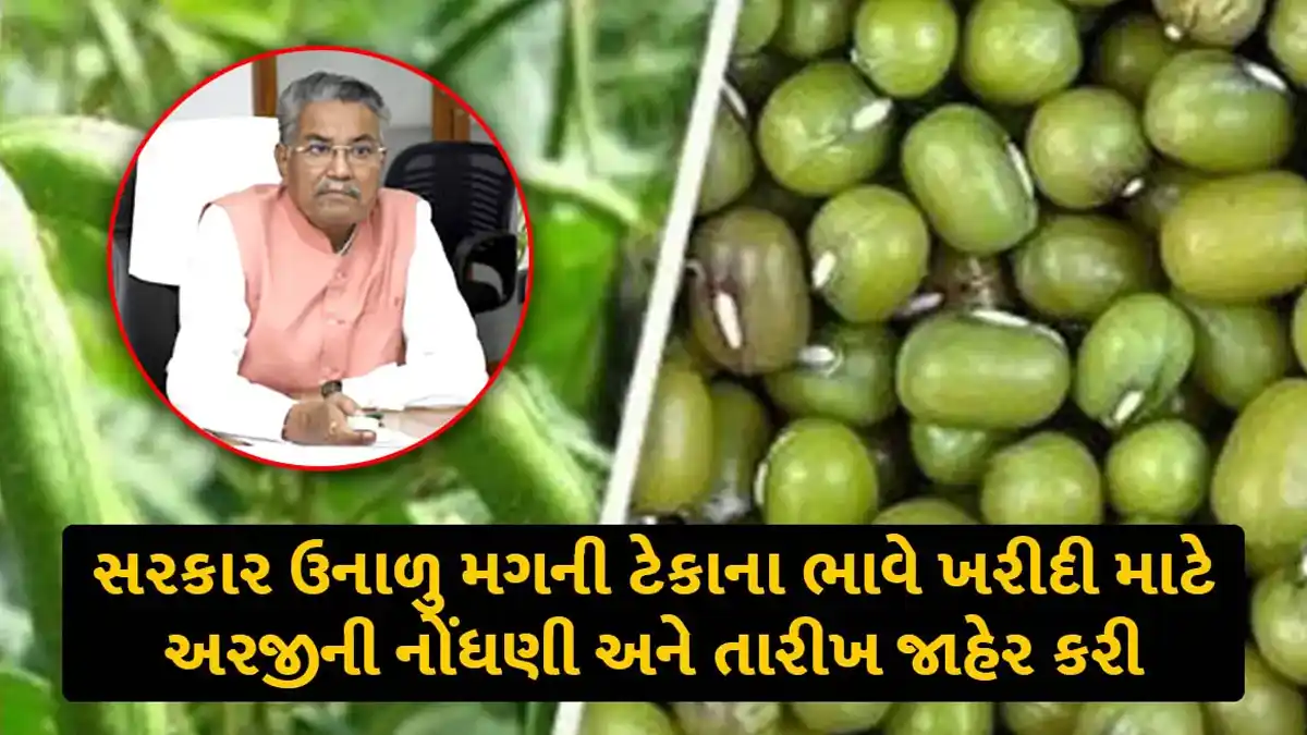 gujarat govt announced summer mung tekana bhav purchase date and registration