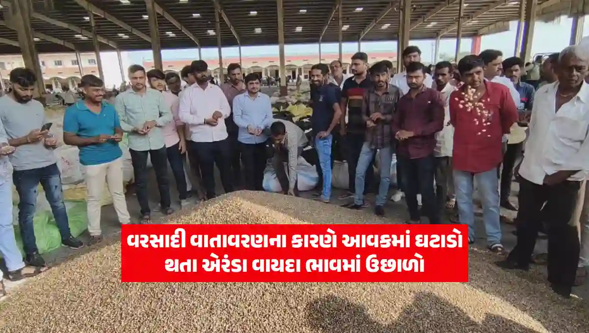 Castor price today gujarat: aranda income decreases due to rainy weather in Gujarat, divela futures bhav increase
