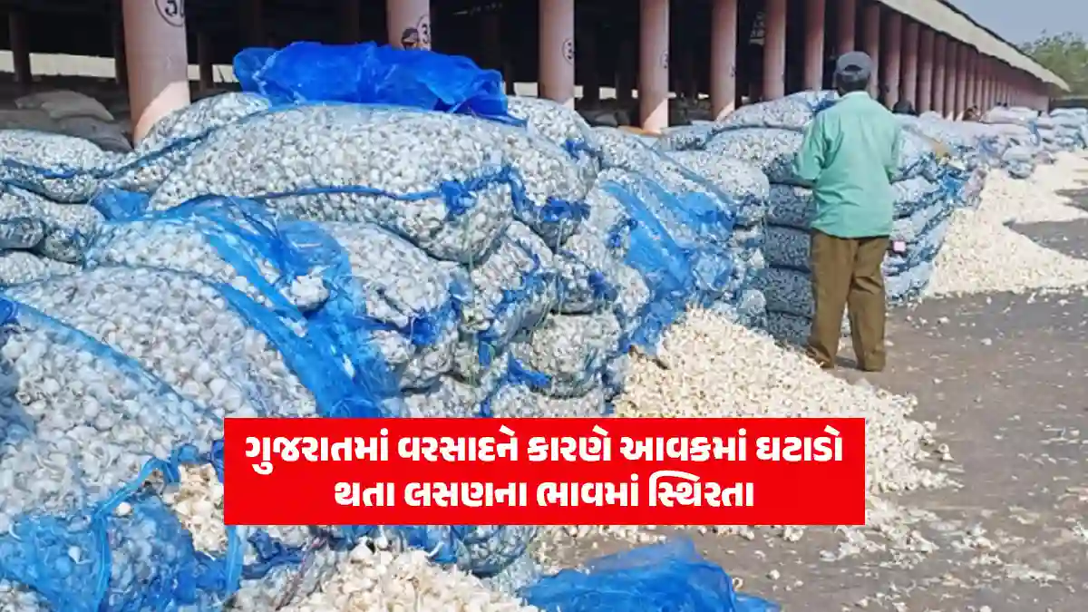 Garlic price today Gujarat: Garlic market revenue declines due to rainy weather in Gujarat, price remain stable