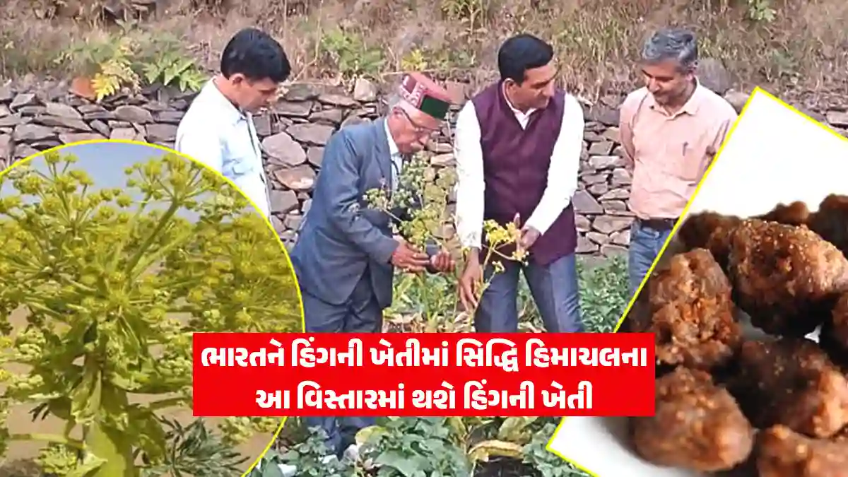 hing ki kheti now in India himachal pradesh farmer tog chand thakur asafoetida cultivation