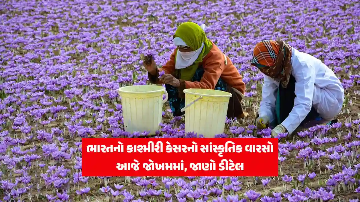 India Golden Fields of Kashmiri kesar Farming Cultural Heritage is at Risk Today