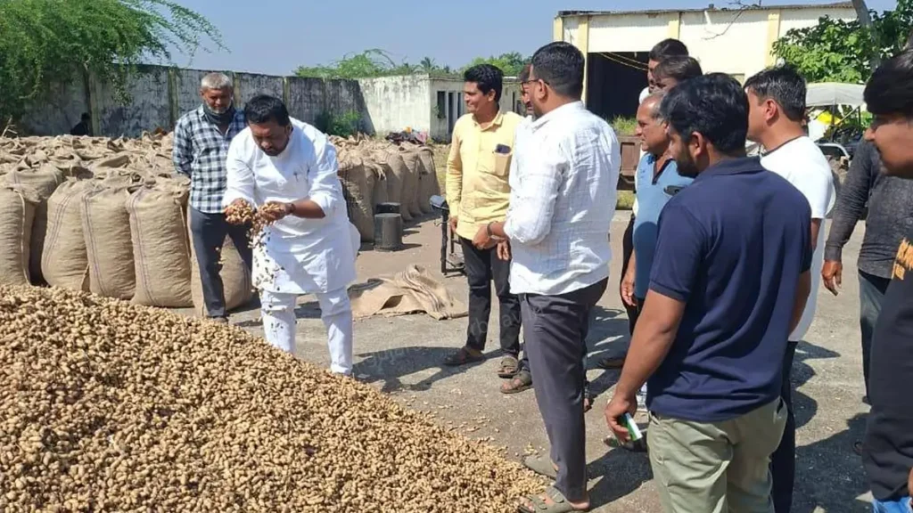 junagadh msp purchase