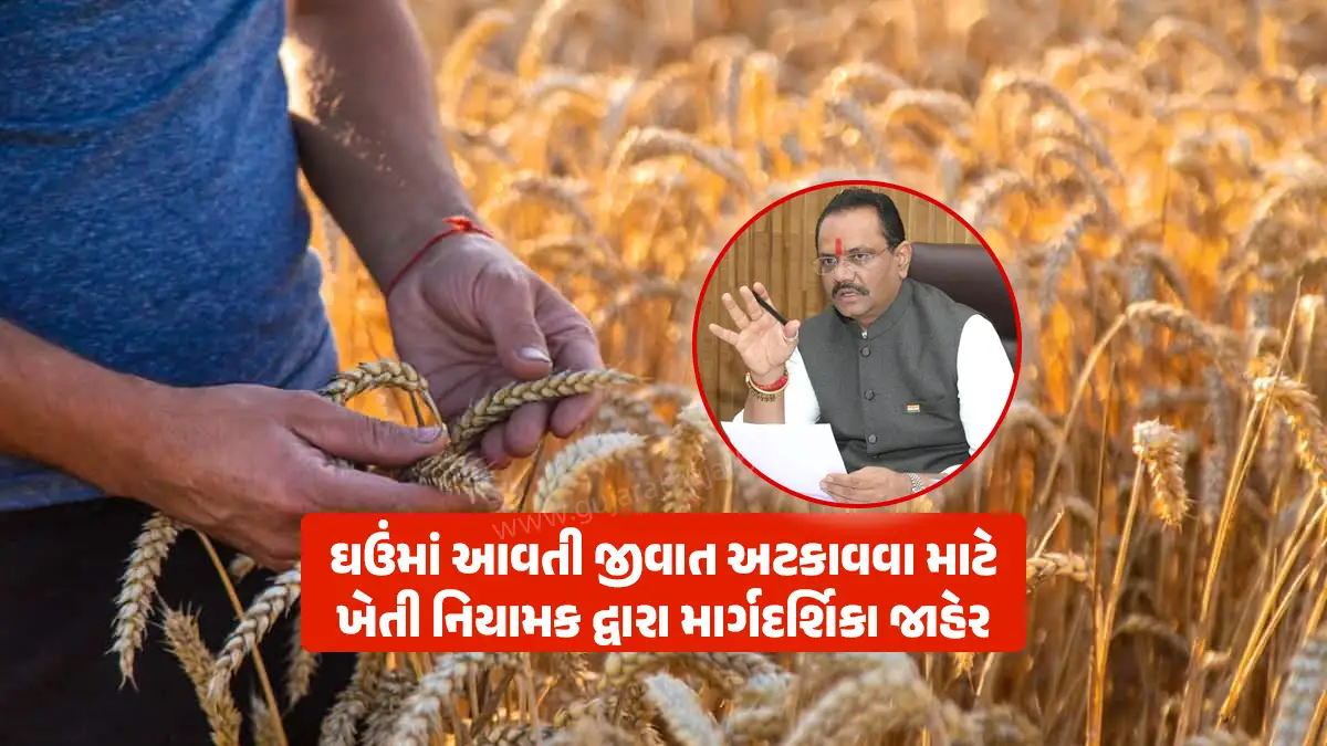 Wheat crop guidelines: Gujarātamāṁ vāvaṇī bāda gha'unnā pākamāṁ āvatī jīvāta aṭakāvavā māṭē khētī niyāmaka kacērī dvārā mārgadarśikā jāhēra gujarat Director of Agriculture issued wheat crop guidelines gha'unnā pākamāṁ āvatī jīvāta aṭakāvavā māṭē khētī niyāmaka kacērī dvārā mārgadarśikā jāhēra Gujarat farmers guidelines castor price today cotton yarn price cotton price today sesame seeds price today coriander seeds today rate dhaniya vayda bazar ----------------------------------------------------------------------------------------------------------------- Agriculture news today Gujarati – kr̥ṣi samācāra, government farmers guidelines, Gujarat government farmers guidelines,wheat guidelines, wheat crop guidelines, gujarāta sarakāranī khēḍūtōnē salāha, gha'uṁ māṭē mārgadarśikā, sarakāranī khēḍūtōnē mārgadarśikā, gha'unnā pākanī mārgadarśikā, Show more 806 wheat crop guidelines: Gujarat Director of Agriculture issues guidelines to prevent pests in wheat crop after sowing