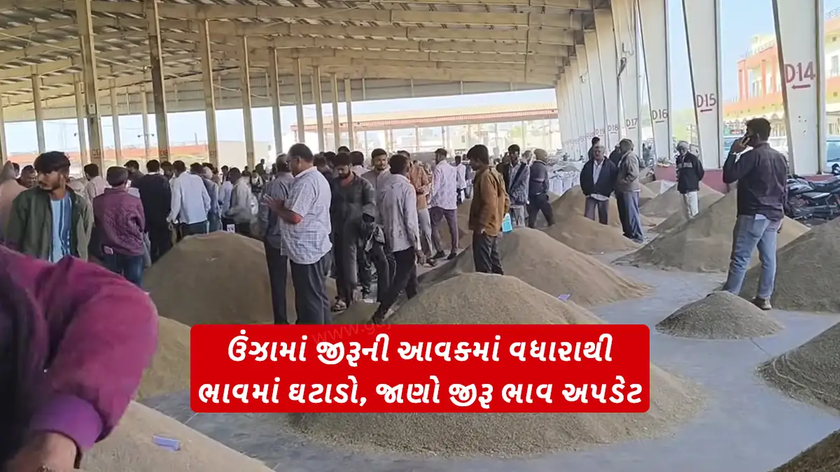 Cumin price today fall due to increase income in Unjha Gujarat with cumin 15 thousand bags, cumin price decreased, know cumin market price update