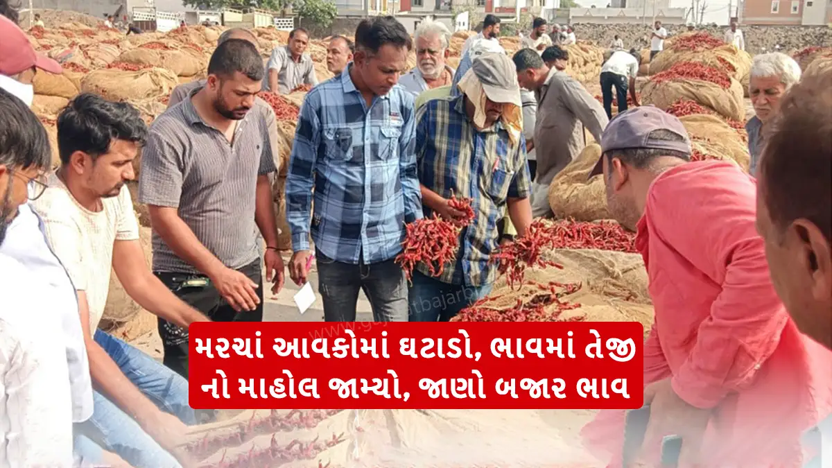 chilli price today risen due to a decrease in arrivals, know the market price of chilli