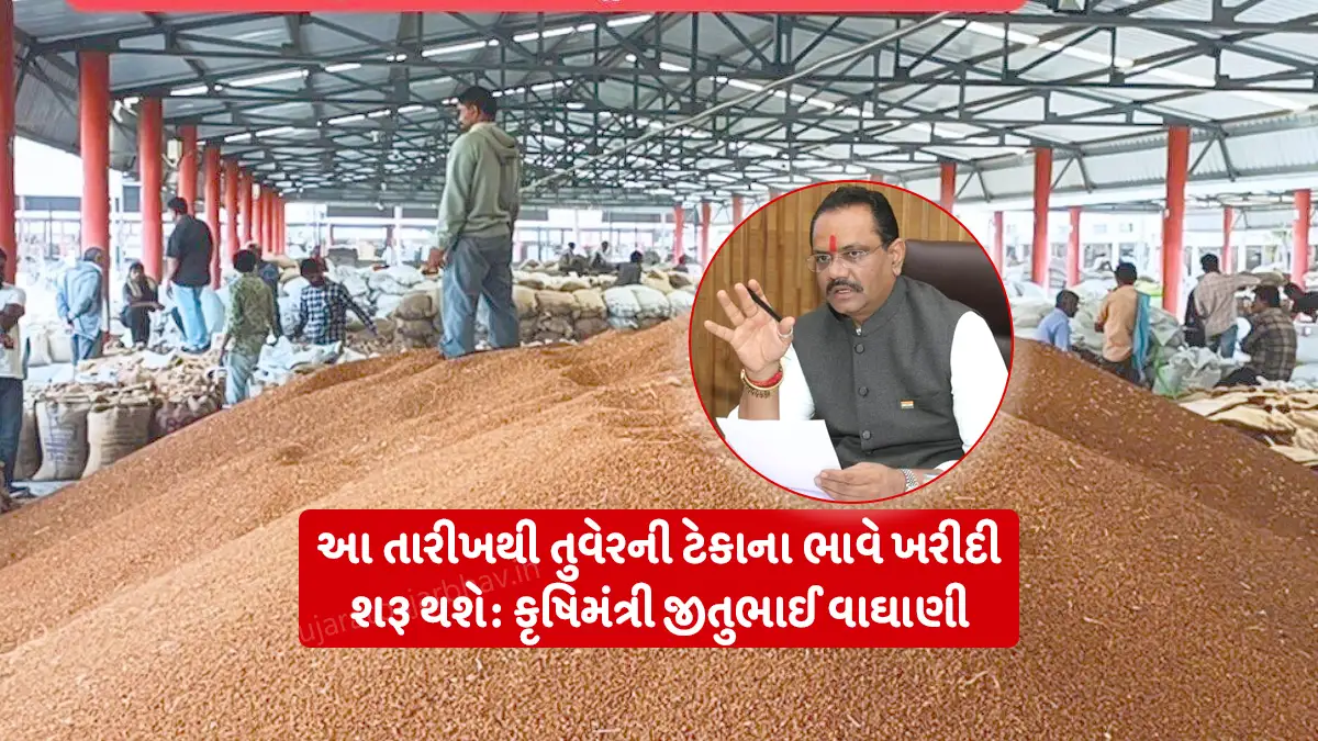 Important decision of the state government for farmers: Gujarat government announced purchase of tuvar at support price by Agriculture Minister Jitubhai Vaghani