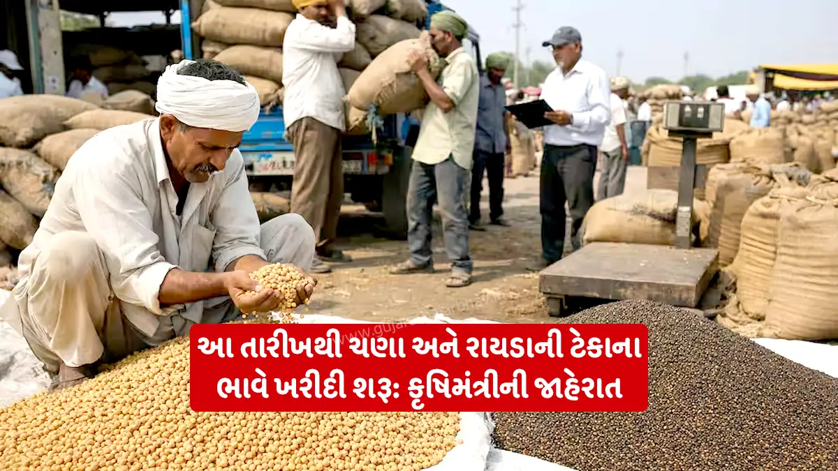 Good news for farmers: Agriculture Minister Jitubhai Vaghani announced Purchase of gram and Mustard at support price will start in Gujarat from March 23