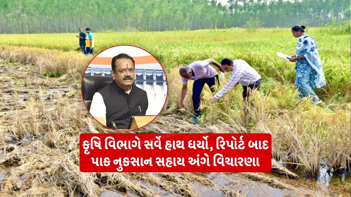 Field damage due to Mavtha in Rabi season: Agriculture Department conducted a survey, after the report, consideration of assistance will be given, said Agriculture Minister Jitu Vaghani