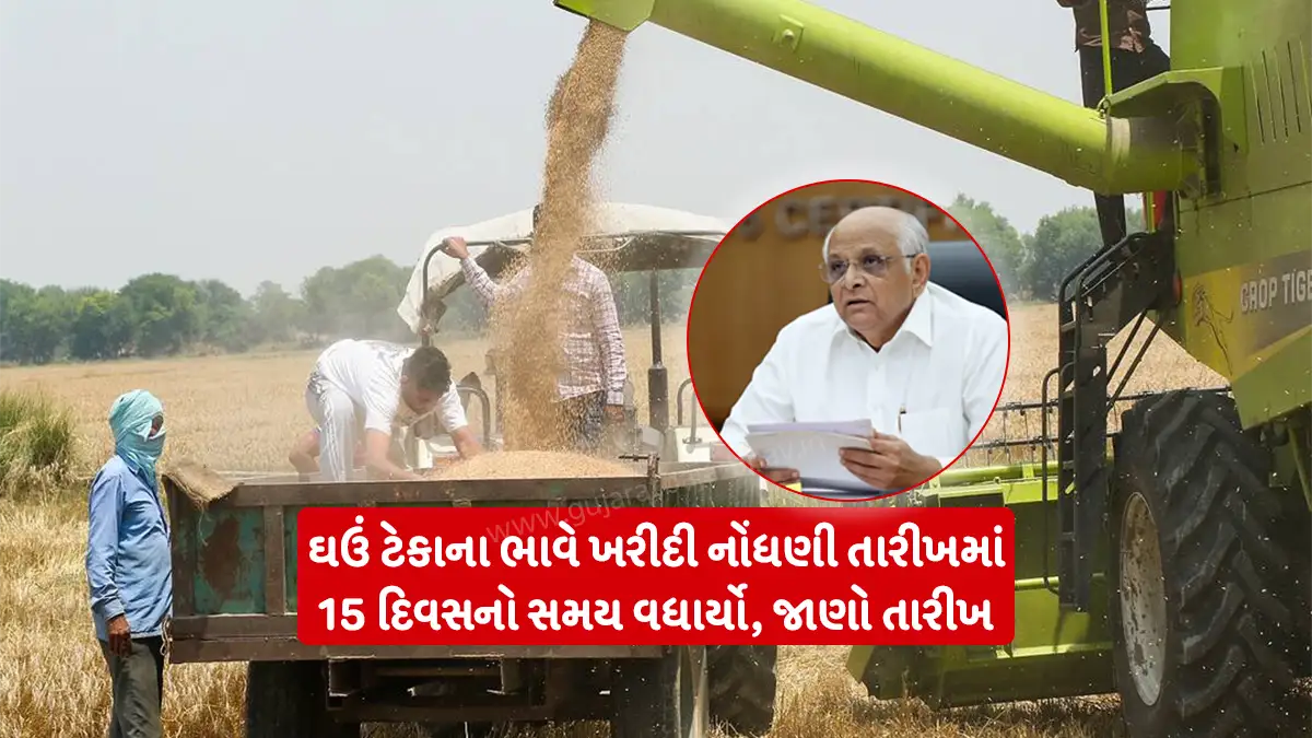 Gujarat has extended the registration date for purchase of wheat at support price under the Rabi marketing season 2026-27, know the purchase date at support price and complete information