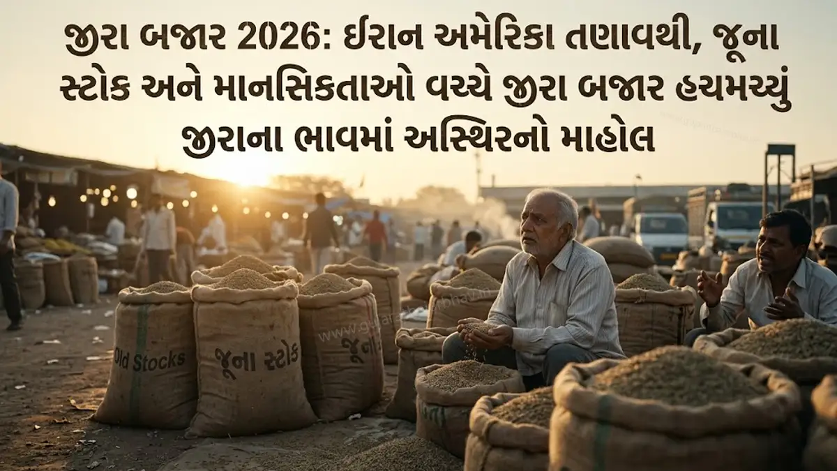 Jeera Market 2026: Iran-US Tensions, Old Stocks and Mentalities Shake Jeera Market Amidst Uncertainty in Jeera Price