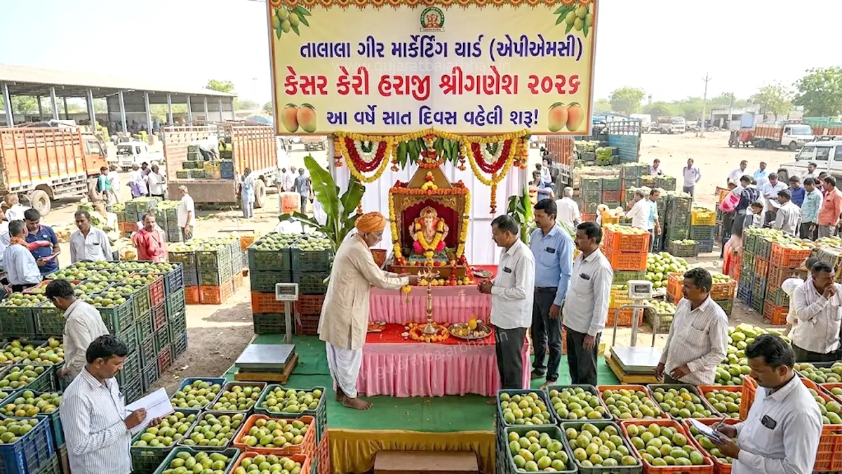 kesar mango auction apmc talala gir Market Yard kesar mango auction start 19 April 2026