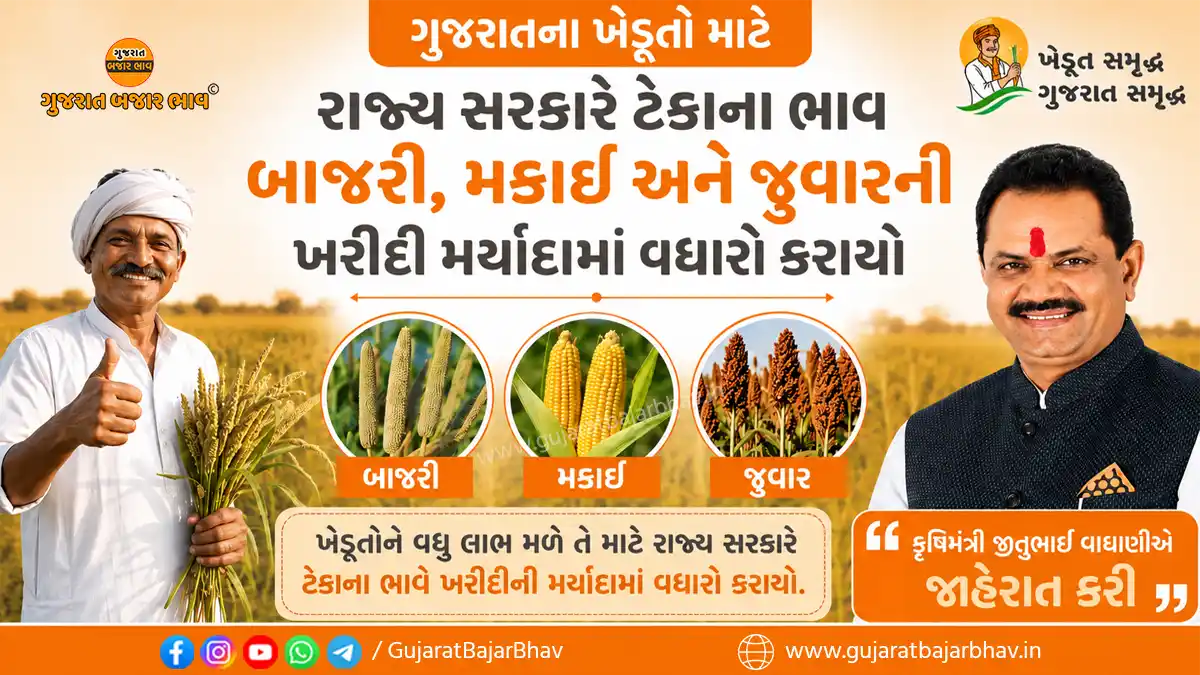 Agri Minister Jitubhai Vaghani announced has increased the purchase limit of millet, corn and jowar at support price for Gujarat farmers