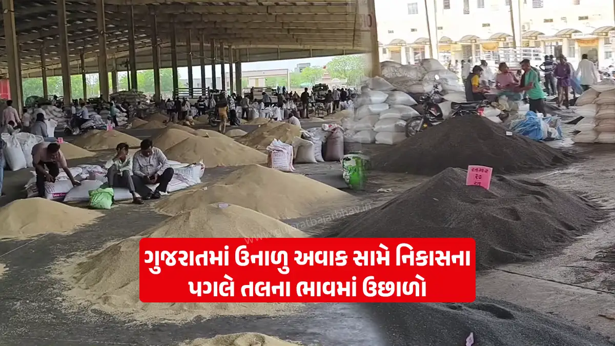Sesame price today: tal prices rise in Gujarat due to export and local consumption in the face of summer sesame shortage