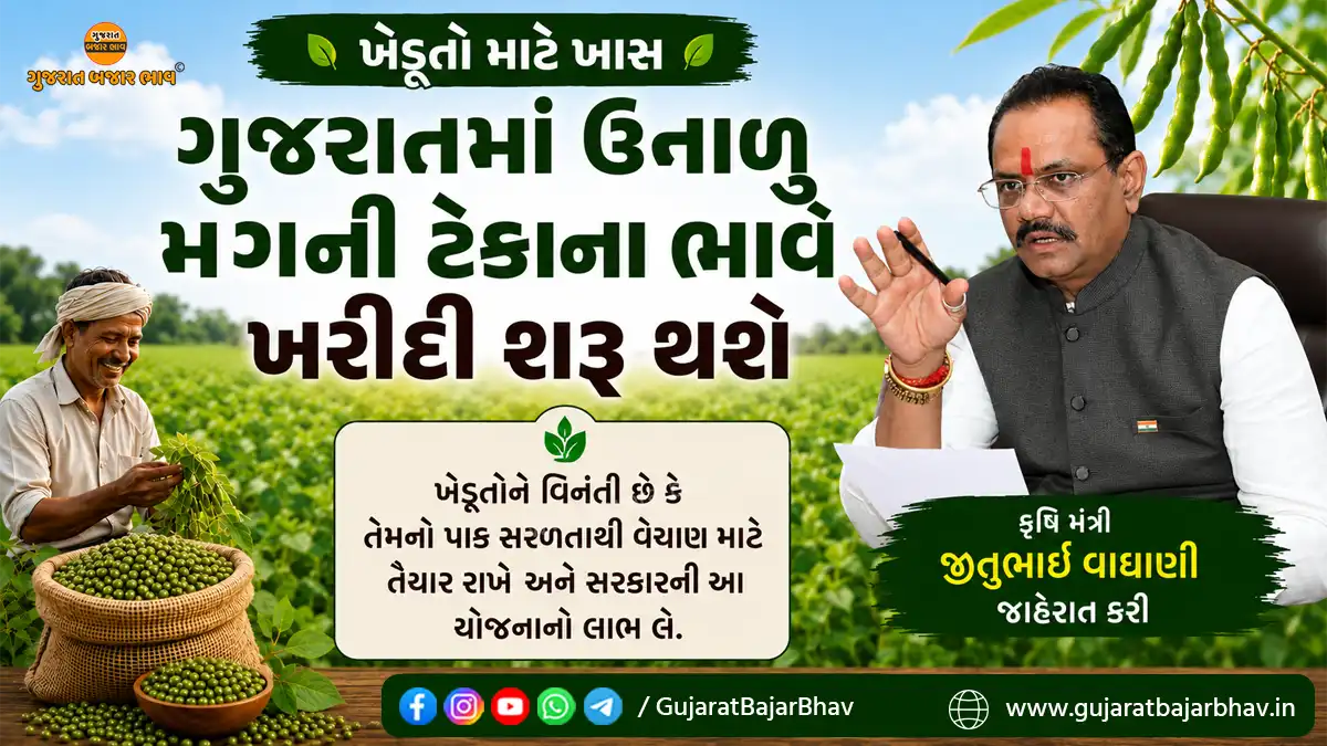 Special for Gujarat farmers: The purchase of summer moong at the support price will start from July 7 in Gujarat, Agriculture Minister Jitubhai Vaghani announced