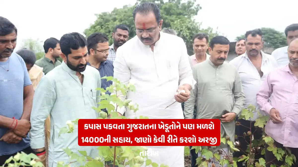 To increase cotton production in Gujarat cotton farmers will get input assistance of 14 thousand through Mission for Cotton Productivity, how to apply