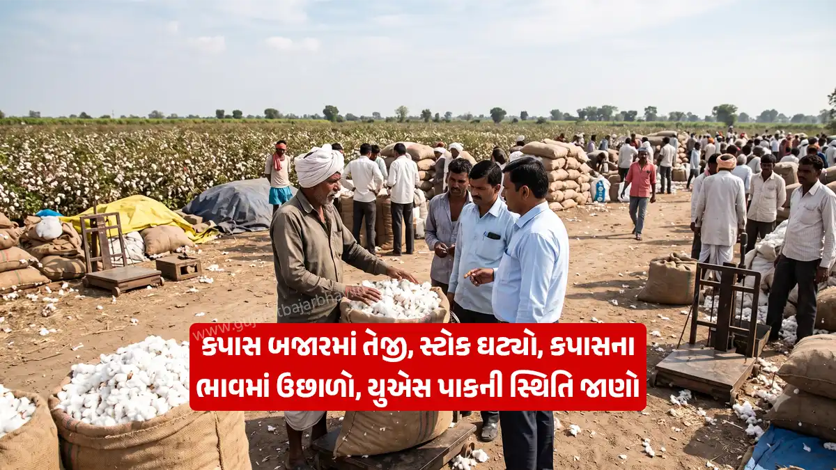 cotton price today : Cotton market up: ICE stock down, September rains will be decisive, cotton prices rise, know the condition of US crop