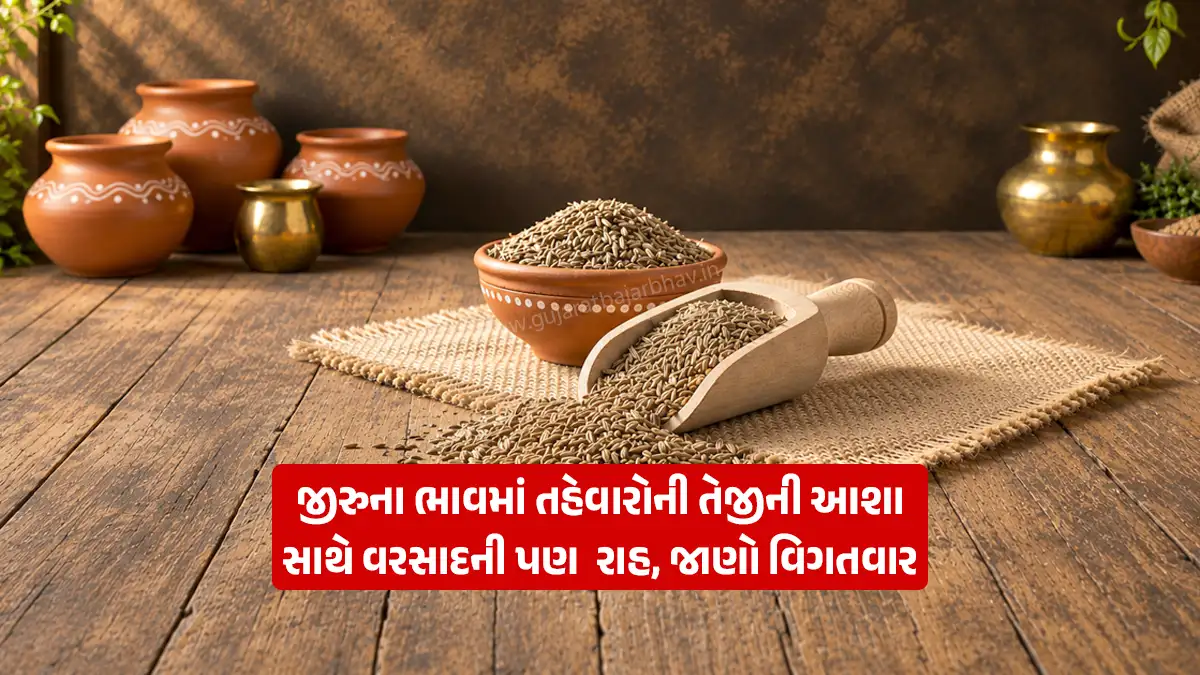 Cumin Price Today: Anticipation of a festive price rally alongside hopes for rain; here is the current jeera market situation